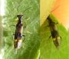 Malthinus sp.